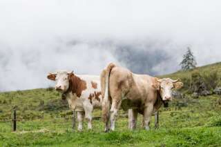 L'entreprise Lubrizol va indemniser 453 agriculteurs frappés par les interdictions préfectorales de produire du lait.
