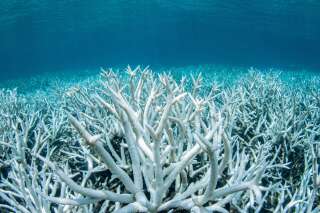 91% de la Grande Barrière de corail d’Australie a subi un “blanchissement” à cause de la vague de chaleur prolongée lors de l’été austral.