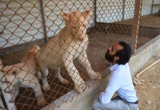 Lions domestiques pakistan