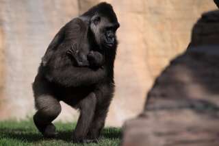 Cher veut sauver un gorille enfermé dans un zoo de Bangkok