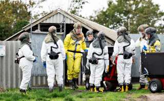Pour éviter que les visons malades ne transmettent le coronavirus mutant, les employés sanitaires isolent et tuent les animaux, dans une ferme du Jutland, au Danemark, le 8 octobre 2020.