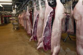 Pour Greenpeace, l'élevage de porcs et de volailles se fait en France selon une industrialisation 