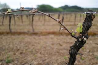 Les vignes gelées de Montagnac, dans le département de l'Hérault. (Sylvain THOMAS / POOL / AFP)