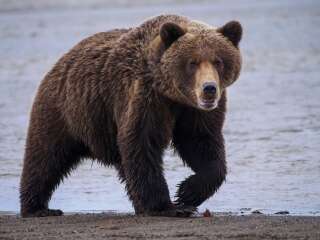 Photo d'illustration: un ours brun en Alaska.
