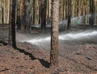 Les plantations d'arbres en monoculture sont plus sensibles aux feux de forêts. Elles peuvent aussi détruire la biodiversité et être contreproductives pour le climat, selon le GIEC et l'IPBES. Image d'illustration.