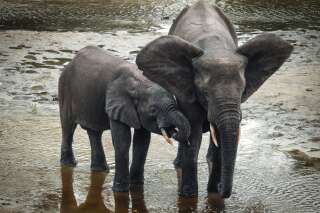 Les éléphants de forêt d'Afrique désormais menacés d'extinction