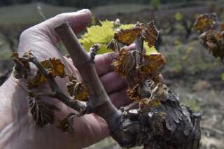 Gel, canicule: les vignerons sont autant victimes que bourreaux des calamités agricoles - BLOG