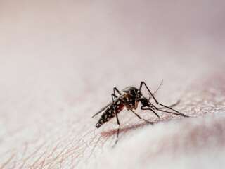 Le moustique Aedes aegypti raffole de sang humain, ce qui pose problème car il est porteurs de nombreuses maladies (fièvre jaune, dengue, Zika...).