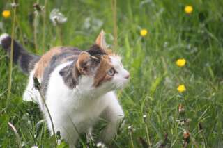 Les chats domestiques et errant seraient responsables de la mort de 140 millions d'animaux aux Pays-Bas, le tout en toute illégalité.