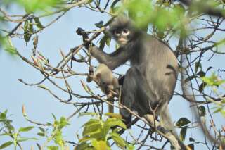 En Birmanie, découverte d'une nouvelle espèce de singe