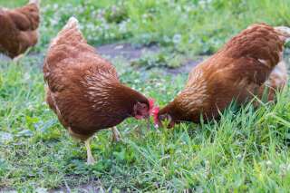 Pour réduire les déchets, une mairie près de Lyon offre des couples de poules à 50 familles