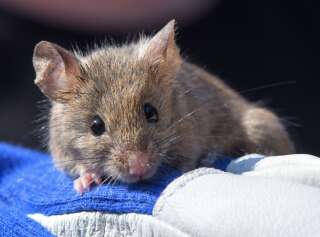 Après 6 ans dans l'espace, du sperme lyophilisé donne naissance à des souriceaux (photo d'illustration d'une souris prise en septembre 2019 en République Tchèque)