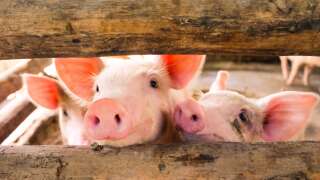 Dans l'étude de l'université de Pursue, les cochons ont démontré des capacités d'apprentissage et de compréhension plus importantes que l'on pensait.