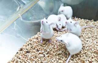 Les chercheurs de l’Imperial College estime que les essais qu’ils conduisent sur les souris sont parmi les premiers du genre. (photo d'illustration)