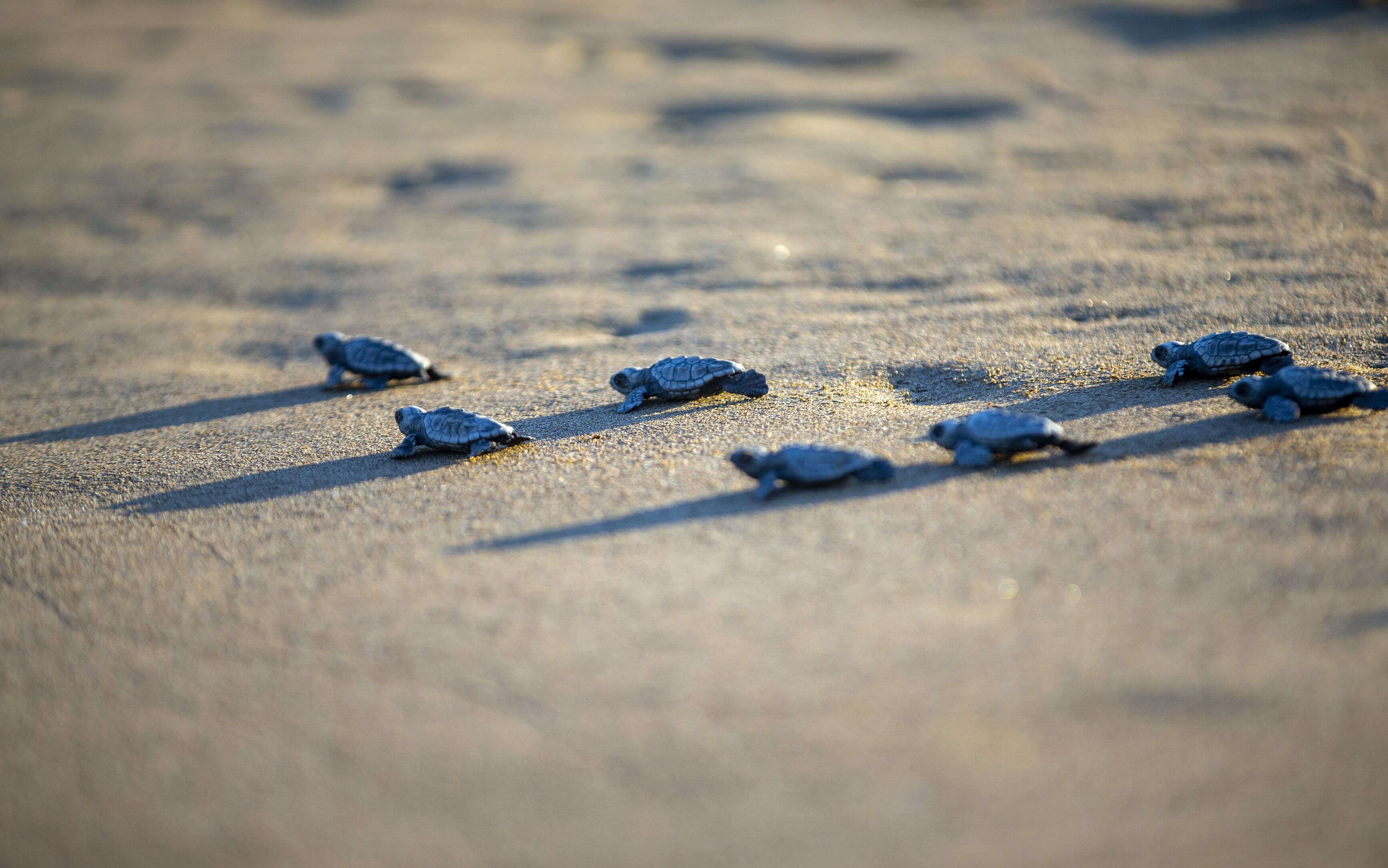 Un nid de Caretta Caretta peut compter jusqu'à 90 tortues. (Photo d'illustration)