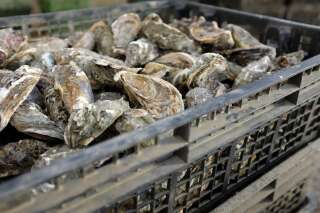 Un ostréiculteur de l'île de Ré a perdu 3 tonnes d'huîtres, soit 20.000 euros (image d'illustration).