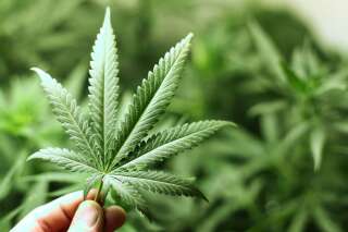 Sondage: plus d'1 Français sur 2 prêt à bouger sur le cannabis