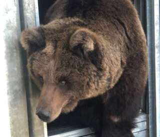 Cet ours ukrainien a trouvé refuge aux Pays-Bas.