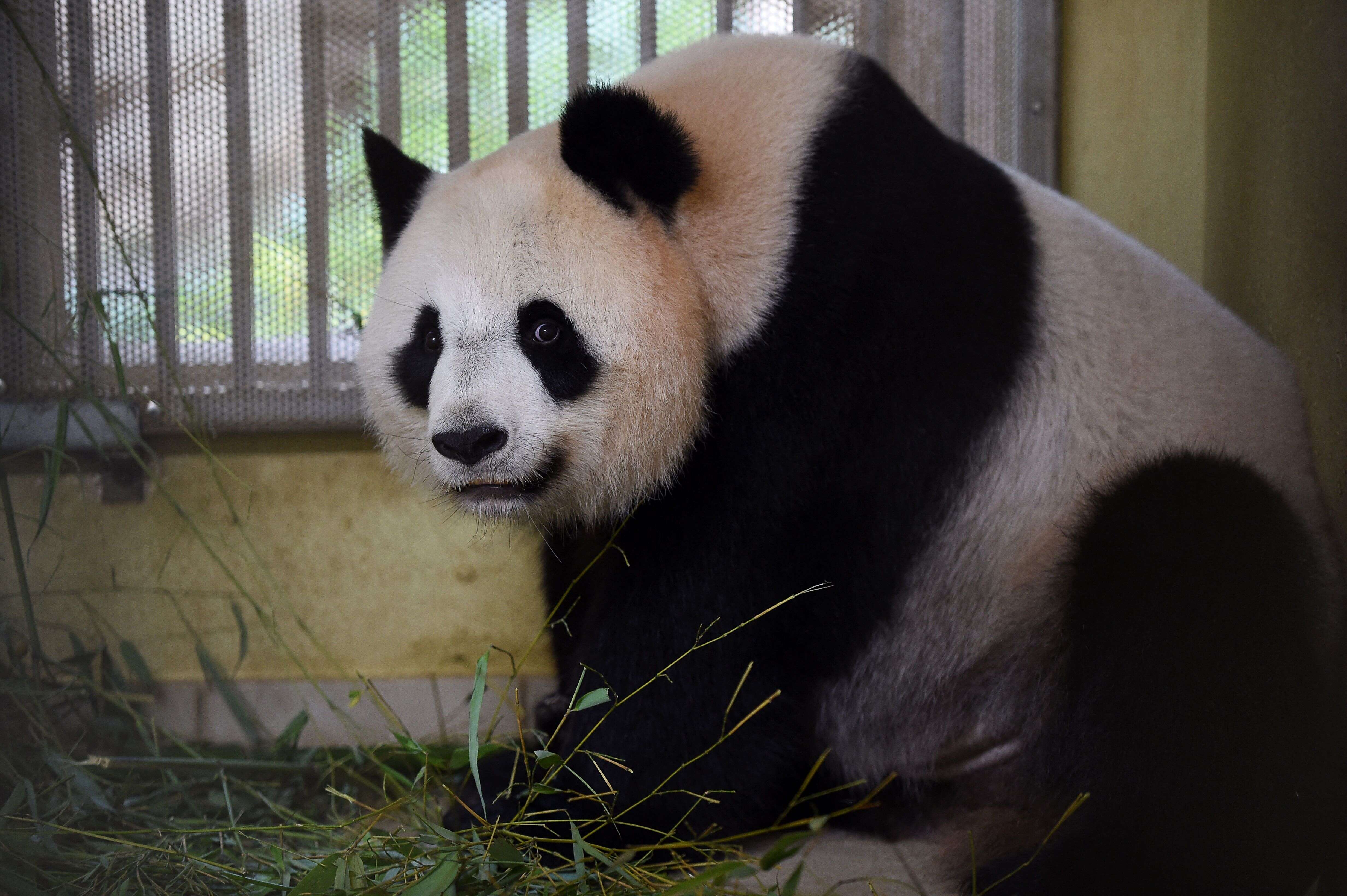 Huan Huan, le panda femelle du zoo de Beauval n'attend en fait pas un, mais deux petits. Une excellente nouvelle pour l'espèce.
