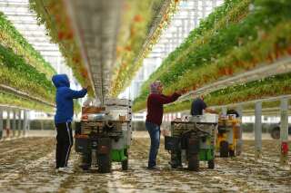 Des travailleurs récoltent des fraises dans une ferme de Sainte-Livrade-sur-Lot, dans le sud-ouest de la France, le 24 mars 2020.