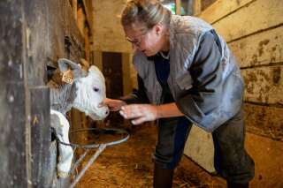 L'agricultrice Stella R. s'occupe d'un jeune veau dans sa ferme d'Argentre, près de Laval, le 13 août 2019. Jean-Pierre et Stella R. exploitent une ferme d'élevage mixte de 135 hectares, avec 180 bovins. Après avoir fait faillite, le couple poursuit son travail avec le soutien de l'association Solidarité Paysans.