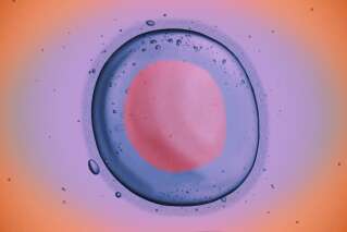 Des ovules humains cultivés jusqu'à maturité en laboratoire, une première