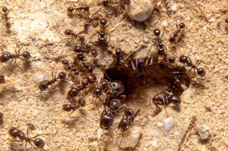Sur Facebook, les fourmis sont près de 2 millions: ces Français nous racontent