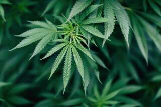 Le comité d'experts veut qu'on puisse se soigner au cannabis (mais pas en fumant)