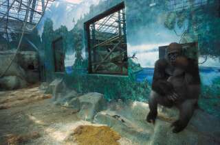 Gorille dans son enclos au zoo de Beauval à Saint-Aignan. (Photographie d'illustration par Xavier Rossi via Getty Images)