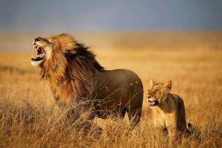L'homme dévoré par des lions en Afrique du Sud est suspecté d'être un braconnier