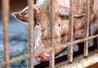 L'association défendant le bien-être animal L214 a dénoncé un élevage de porcs breton, situé dans les Côtes-d'Armor. La coopérative responsable a reconnu des images 