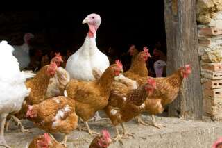 Un premier cas de grippe aviaire en France (Photo d'illustration)