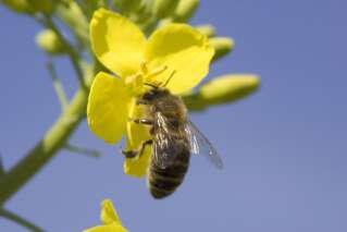 Face aux frelons tueurs, ces abeilles utilisent... des excréments