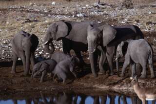 Des éléphants dans le parc national d'Etosha en Namibie, en juillet 1993.