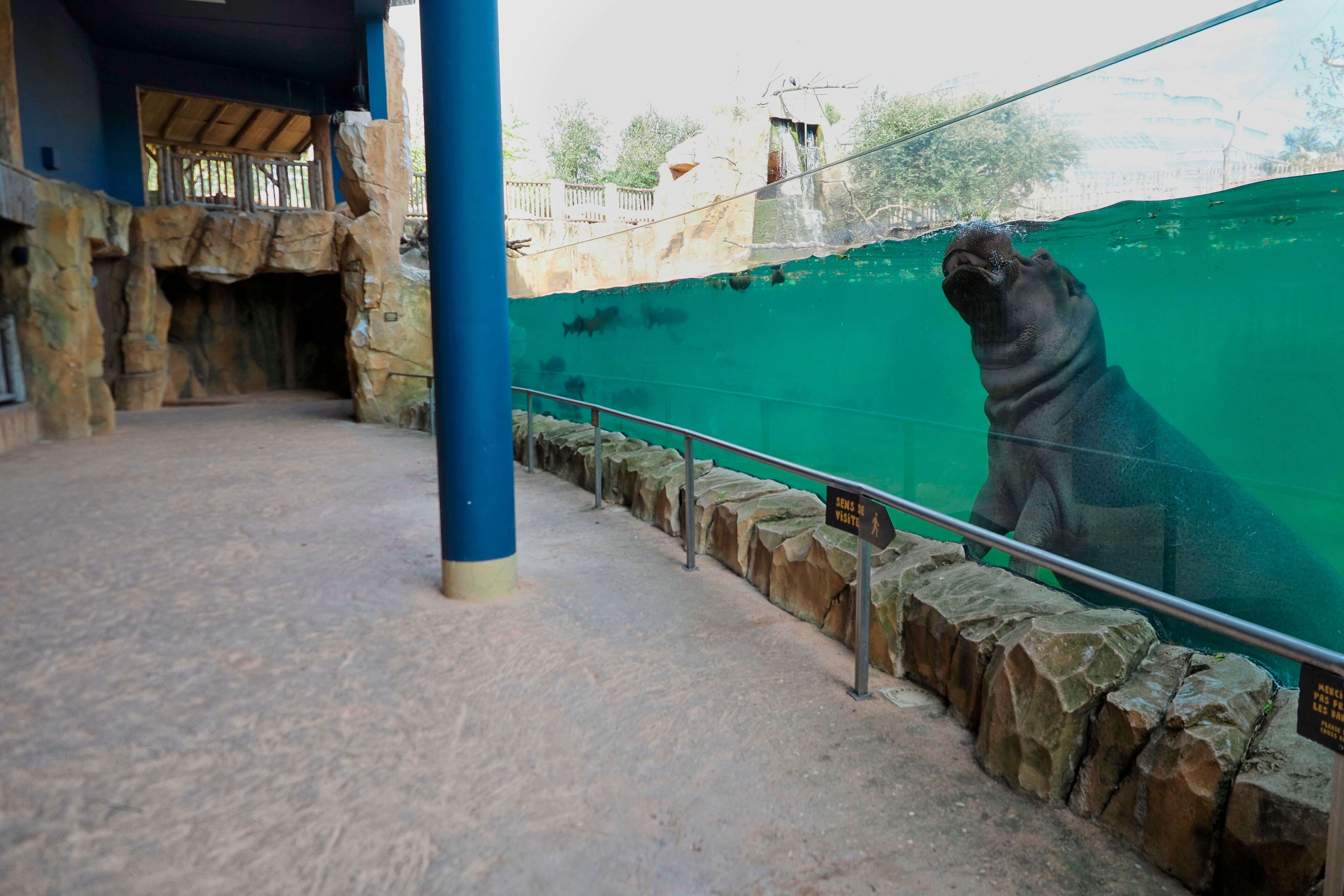 Comme ici au ZooParc de Beauval, dans le Loir-et-Cher, les zoos français n'accueillent plus de touristes depuis le début du confinement, et n'ont donc plus de recettes.