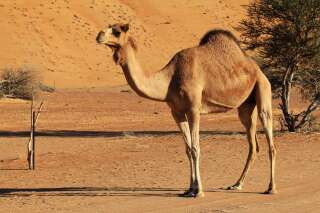 Camel standing against sand dune in desert in Bidiyah, Oman. Photo by: Bruno Guerreiro