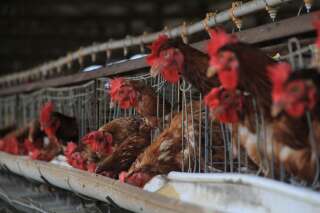 Le Conseil d'Etat donne 6 mois au gouvernement pour vraiment interdire les poules en cages (Photo prétexte de poules en cage. Photpar Munandar Syamsuddin / Opn Images/Barcroft Media via Getty Images)