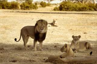 Xanda, le petit du lion Cecil, abattu à son tour par des chasseurs