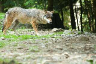 Creuse: Un syndicaliste appelle à tuer des loups, une enquête ouverte