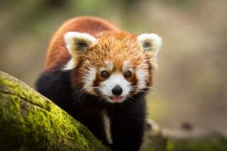 Un panda roux disparaît mystérieusement du Parc animalier d'Auvergne