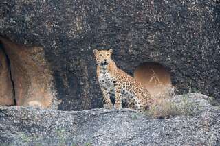 Un léopard dans l'Etat du Rajasthan en Inde. (Photographie de Sylvain Cordier via Getty Images)