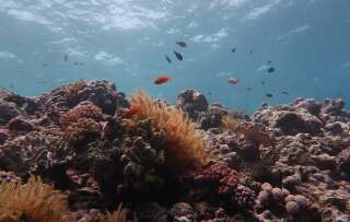 Une photo non datée de la Grande Barrière de corail en Australie.