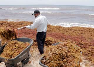 Des ouvriers ramassant des algues sargasses au Mexique en août 2018.