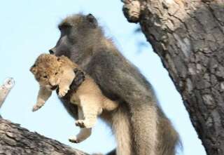 Ce babouin et ce lionceau rejouent “Le Roi Lion” mais c’est moins mignon qu’il n’y paraît