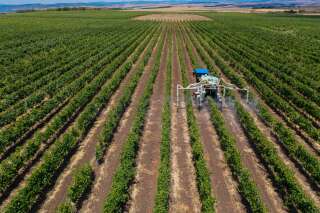 Comment l'Anses va mesurer l'impact des pesticides en zone viticole (Photo d'illustration d'un épandage de pesticides dans une zone viticole. Par ArtistGNDphotography via Getty Images)