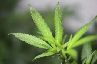 L’Agence du médicament (ANSM) a donné son feu vert en juillet à l'expérimentation de cannabis thérapeutique.