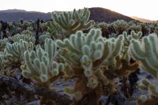 À cause du réchauffement climatique, même les cactus risquent de disparaître (photo d'illustration Jim Brown / EyeEm via Getty Images)