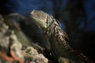 En Floride, des chutes d'iguanes à craindre en raison du froid