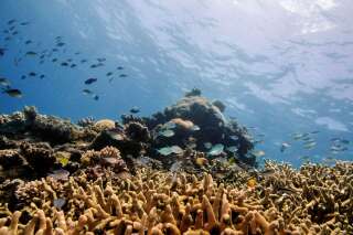 Photo de récifs de la Grande Barrière de corail prise en octobre 2019. REUTERS/Lucas Jackson/File Photo
