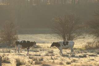 65 bovins meurent dans un élevage en feu en Vendée